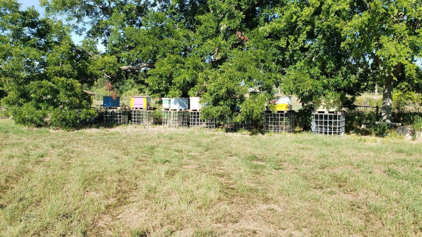 Beehives on IBC tote stands in the Brazoria County yard